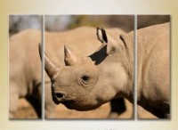 Pictură Magic Color Triptych Rhinoceros (2698989)