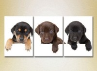 Pictură Magic Color Triptych Three Puppies (2699017)