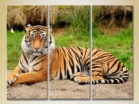 Pictură Magic Color Triptych Tiger (2) (2699013)