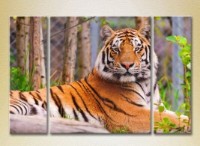 Pictură Magic Color Triptych Tiger (2699012)