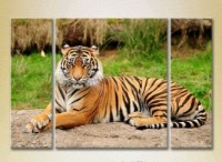 Pictură Magic Color Triptych Tiger 01 (2699014)