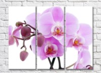 Картина Magic Color Twigs of a pink orchid with large flowers and buds (500239)