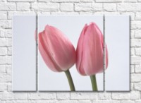 Pictură Magic Color Two pink tulips on a gray background (500255)