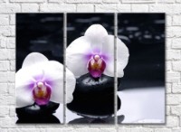 Картина Magic Color Two white orchid flowers on wet black stones (500252)