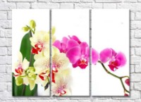 Картина Magic Color Vanilla and Purple orchids on White background (500170)