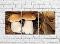 Pictură Magic Color Two porcini mushrooms on a brown background of wilted foliage (500251)