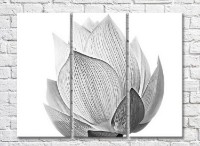 Картина Magic Color Water lily in black and white style (3448881)