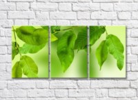 Pictură Magic Color Walnut branches on a light Green background (500220)