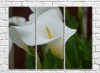 Картина Magic Color White calla lilies on Green leaves background (500067)