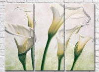 Картина Magic Color White calla lilies, light background (3572533)