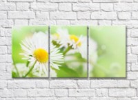 Pictură Magic Color White chamomile with narrow petals (500064)