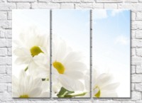 Картина Magic Color White chrysanthemums on a Sky background (500073)