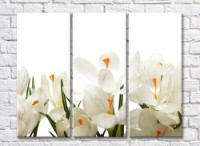 Картина Magic Color White crocuses with Orange stamens on a White background (500068)