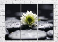 Картина Magic Color White flower on Black pebbles with water drops (500091)