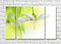 Картина Magic Color White flower with stamens on a Light/Green background (500092)