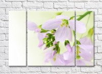 Картина Magic Color White freesia flowers and buds (500074)