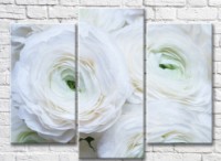 Картина Magic Color White large ranunculus (3572536)