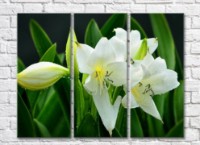 Картина Magic Color White lilies and Green leaves on a Black background (500070)