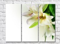 Картина Magic Color White lilies and Green leaves on a White background (500069)