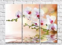 Картина Magic Color White orchid branch above water (500178)