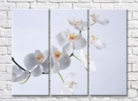 Картина Magic Color White orchid branch on Gray background (500176)