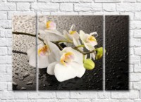 Картина Magic Color White orchid branch on wet Black background (500175)