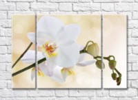 Картина Magic Color White orchid branch with buds on a Beige background (500180)