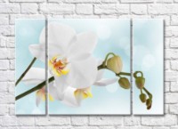 Картина Magic Color White orchid branch with buds on a Blue background (500181)