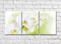 Картина Magic Color White orchid branch with large flowers (500182)