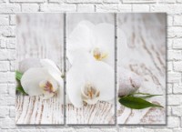 Картина Magic Color White orchid flowers and stones on a plank background (500077)