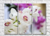 Картина Magic Color White orchid flowers on a branch (500078)