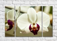 Картина Magic Color White orchid flowers with a Purple core (500079)
