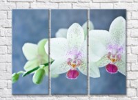 Картина Magic Color White orchid speckled branch on Gray/Blue background (500174)