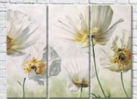 Картина Magic Color White poppies on a light background (3572500)