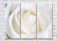 Картина Magic Color White rose bud (3448892)