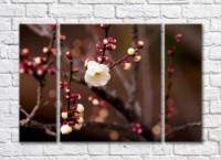 Картина Magic Color White sakura flower on Brown branches background (500093)