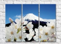 Картина Magic Color White Sakura flowers against the background of Mount Fuji (500081)