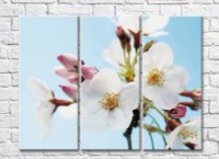 Картина Magic Color White Sakura flowers on a Blue background (500087)