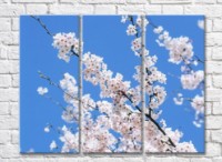 Картина Magic Color White Sakura flowers on a Blue sky background (500086)