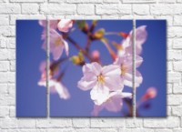 Картина Magic Color White sakura flowers on a branch background (500080)