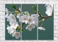 Картина Magic Color White Sakura flowers on an Emerald background (500088)