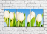 Картина Magic Color White tulips on a Blue background (500072)