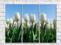 Картина Magic Color White tulips on a Blue sky background (500071)