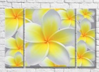 Картина Magic Color Yellow Plumeria Flowers (3565157)