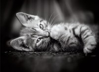 Пазл Clementoni 1000 Kitty (39422)
