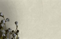 Обои EuroDecor 7099-04 Simona фото №3 — интернет-магазин Desire.md