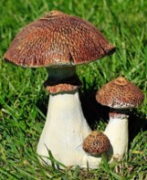 Садовая фигура ArtFigure Ciupercuta umbreluta (5.327) фото №2 — интернет-магазин Desire.md