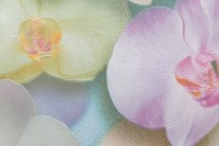 Обои Home Color HC71421-35 Orchid