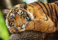 Puzzle Trefl 500 Tiger Portrait (37397) imaginea #1 — magazin online Desire.md