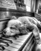 Tablou pe numere Artissimo Tired after Playing 40x50cm (PN5284) imaginea #1 — magazin online Desire.md